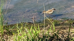 Elseyornis melanops