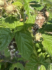 Thyridopteryx ephemeraeformis