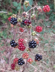 Rubus
