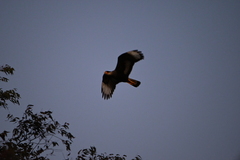 Caracara plancus