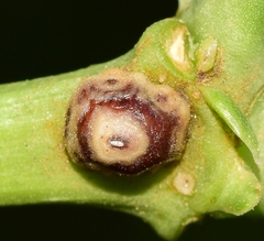 Ceroplastes rusci