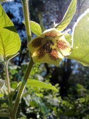 Physalis coztomatl