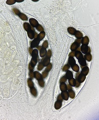 Delitschia polyspora