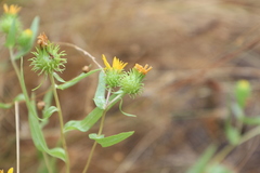 Grindelia integrifolia