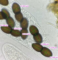Delitschia polyspora