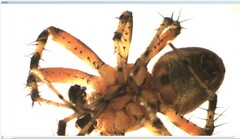 Araniella opisthographa