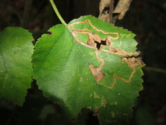 Stigmella continuella