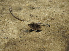 Erynnis