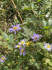 Eurybia surculosa
