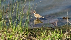 Elseyornis melanops