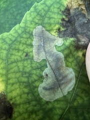 Cameraria caryaefoliella