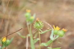 Grindelia integrifolia