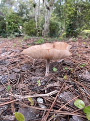 Marasmiineae