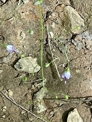 Campanula divaricata