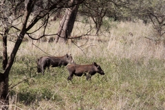 Phacochoerus africanus massaicus