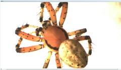 Araniella opisthographa