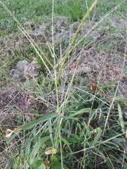 Digitaria sanguinalis
