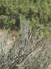 Ephedra fragilis