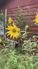 Helianthus giganteus