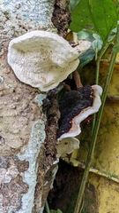 Earliella