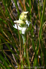 Spiranthes