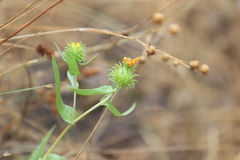 Grindelia integrifolia