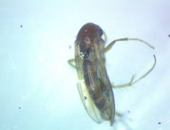 Insecta