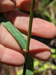 Bromus ciliatus