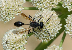 Isodontia