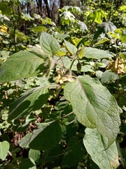 Physalis coztomatl