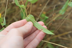 Grindelia integrifolia