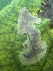 Cameraria caryaefoliella