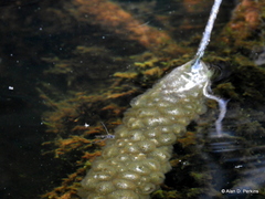 Pectinatella magnifica