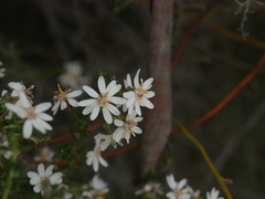 Olearia