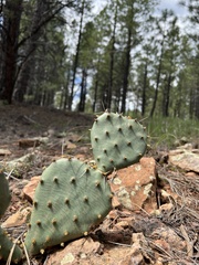Opuntia macrorhiza