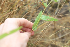 Grindelia integrifolia