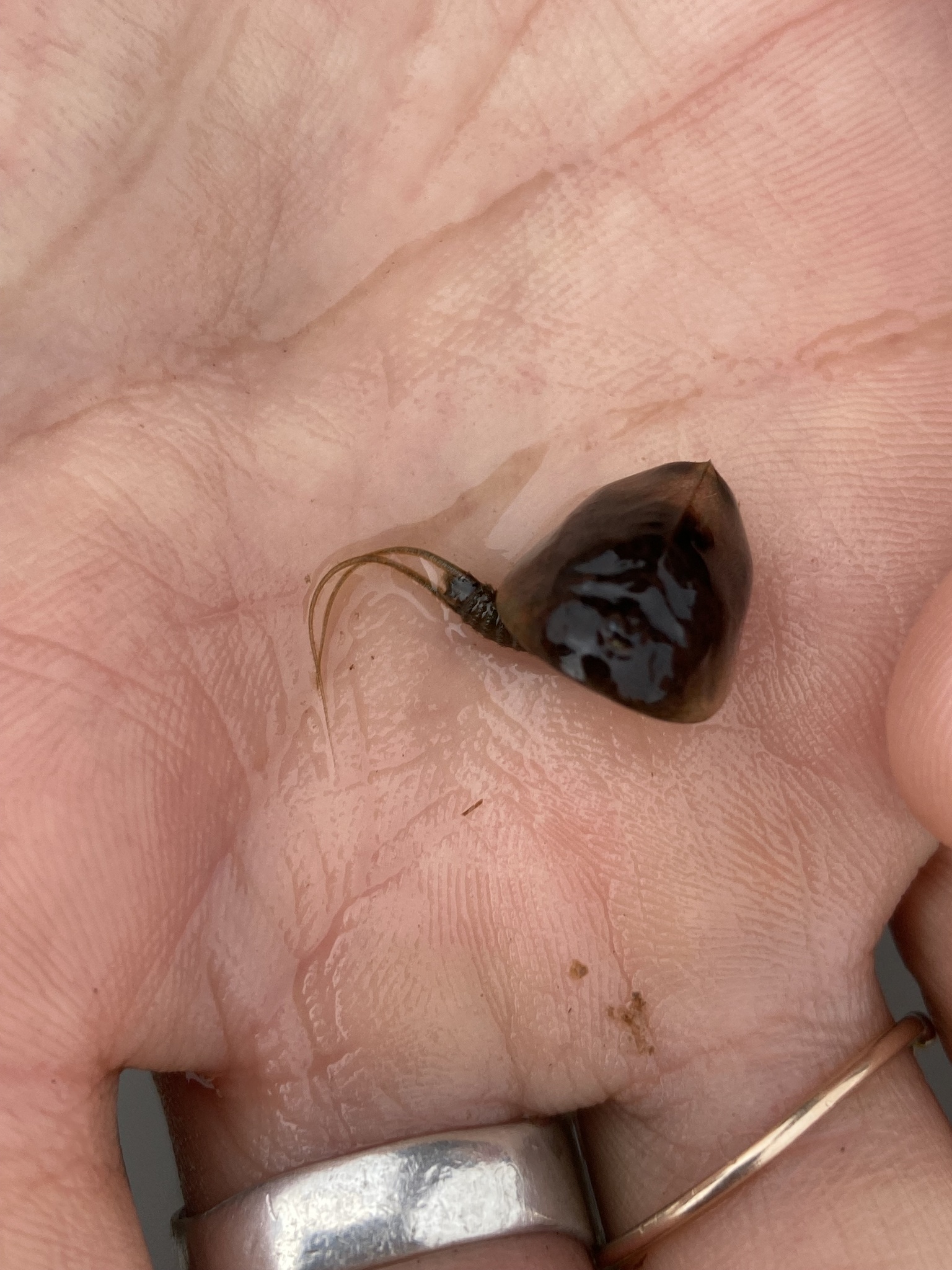 Lepidurus arcticus (Pallas, 1793)