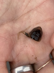 Lepidurus arcticus