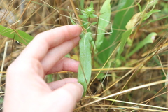 Grindelia integrifolia