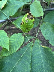 Cameraria caryaefoliella