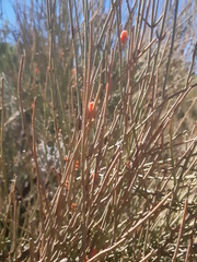 Ephedra fragilis