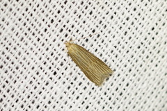Helcystogramma albinervis
