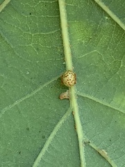 Neuroterus anthracinus