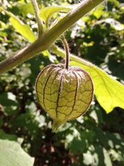Physalis coztomatl