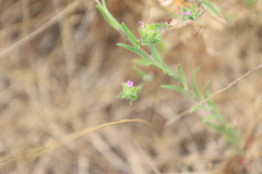 Epilobium densiflorum
