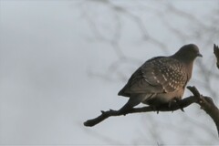 Patagioenas maculosa