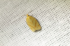 Clepsis pallidana