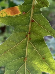 Neuroterus anthracinus