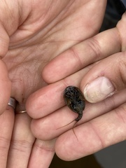 Lepidurus arcticus