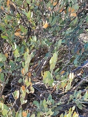 Simmondsia chinensis